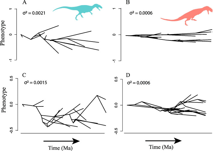 Simulated phenotype evolution (with fastBM function in phytools under the evolution rates estimated by BMM model, considering the time span interval of generalist and specialist hunters in each topology. A Generalist feeding behavior taxa under Parsimony topology (n taxa = 17), B) Specialist feeding behavior taxa under Parsimony topology (n taxa = 15), C Generalist feeding behavior taxa under Bayesian topology (n taxa = 22) and C Specialist feeding behavior taxa under Bayesian topology (n taxa =