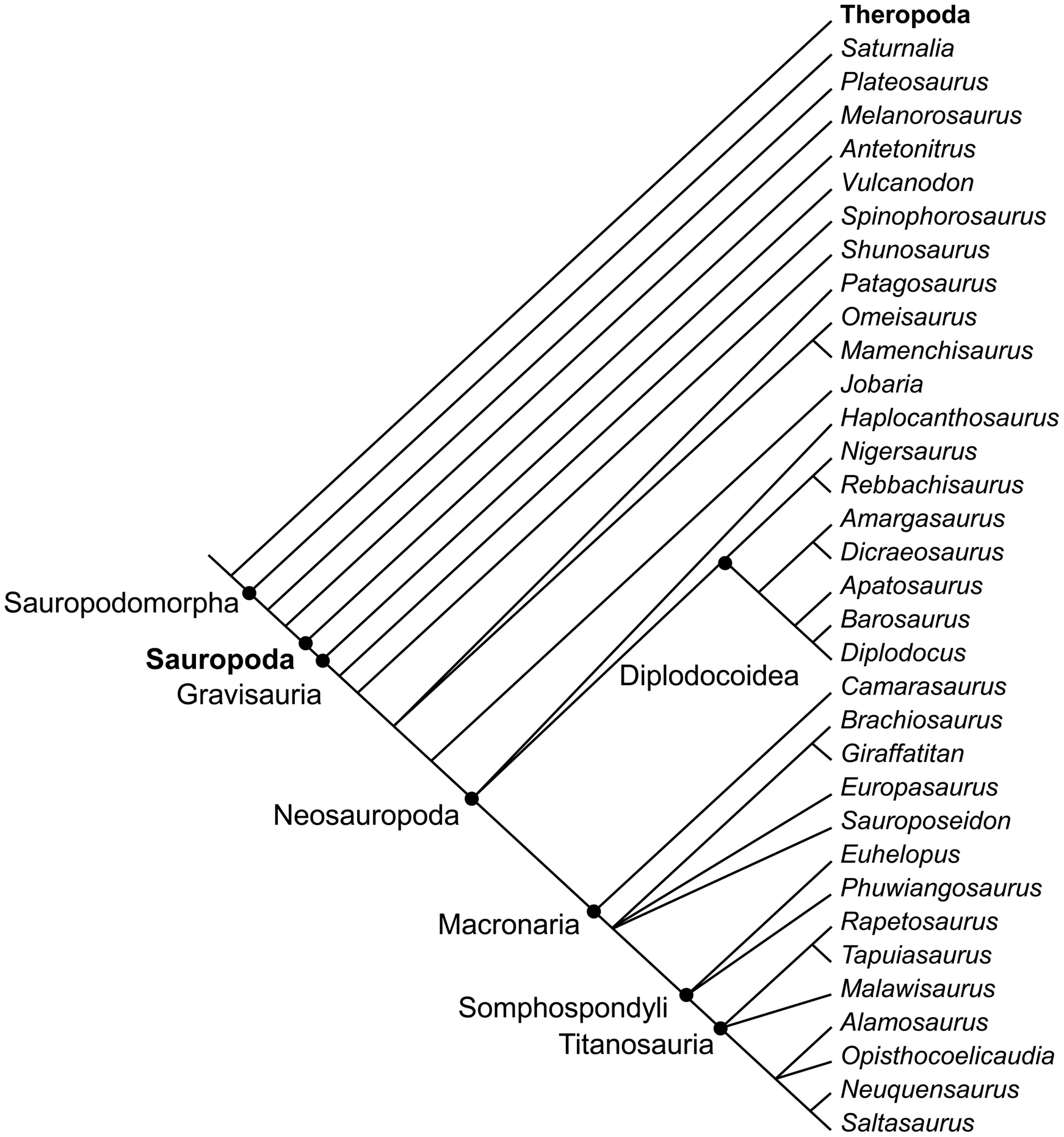 Figure 3. Simplified consensus phylogeny of Sauropoda at the genus level, containing only the best known and complete genera.