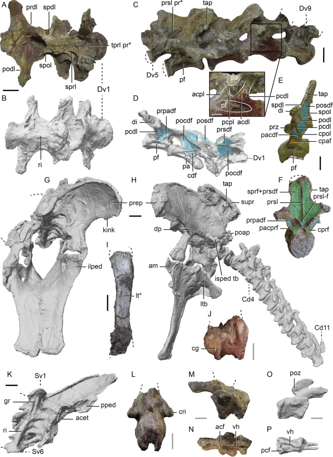 Fig. 2: Skeletal anatomy of Qunkasaura pintiquiniestra gen. et sp. nov. (HUE-EC-04).