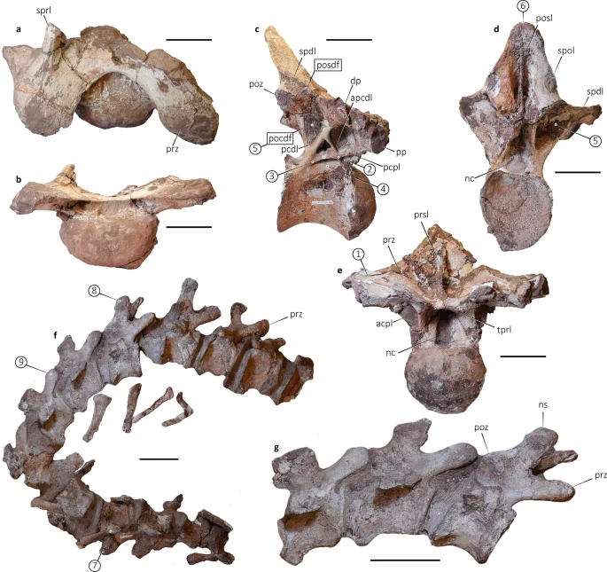 Fig. 2: Punatitan coughlini gen. et sp. nov. (CRILAR-Pv 614).