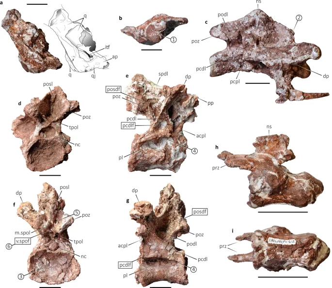 Fig. 3: Axial elements of Bravasaurus arrierosorum gen. et sp. nov. (CRILAR-Pv 612).