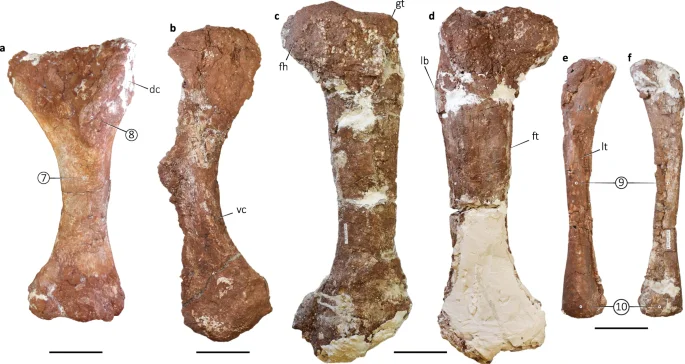 Fig. 4: Appendicular elements of Bravasaurus arrierosorum gen. et sp. nov. (CRILAR-Pv 612).