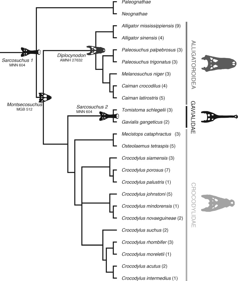 Likelihood-based molecular phylogeny utilized in the current study; modified from Erickson et al. (2012) . Parenthetical values next to each taxon represent the number of individuals sampled; note that not all specimens have available TLs (see Supplementary Information S1 ). Fossil skull silhouettes are presented on the node to which they were grafted (with near-zero-length branch lengths). Sarcosuchus imperator was estimated from two phylogenetic positions: Sarcosuchus 1 at the base of the phyl