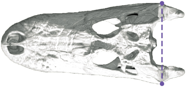 Skull of an American alligator, Alligator mississippiensis , in dorsal view, demonstrating the linear measurement for HW across the quadrates in purple (trans-quadratic width). For incomplete specimens, HW can be measured as twice the distance between the midsagittal plane and the lateral margin of the quadrate. Additional techniques are outlined in Gignac and O’Brien (2016) . Skull accessed from Digimorph.org ( Rowe et al. 2003 ).