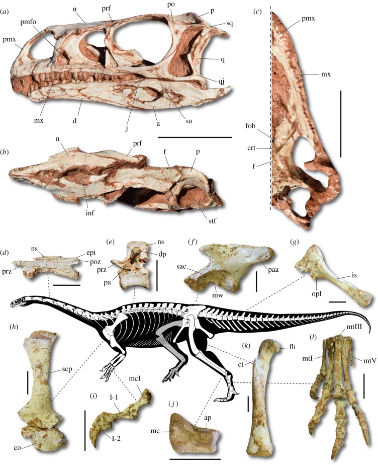 Reconstructed skeleton and representative elements of Macrocollum itaquii . ( a ) Skull in left lateral view (CAPPA/UFSM 0001a). ( b ) Skull in dorsal view (CAPPA/UFSM 0001a). ( c ) Skull in ventral view (CAPPA/UFSM 0001b). ( d ) Fourth cervical vertebra in left lateral view (CAPPA/UFSM 0001b). ( e ) Mid-truncal vertebra in left lateral view (CAPPA/UFSM 0001b). ( f ) Left ilium in lateral view (CAPPA/UFSM 0001b). ( g ) Left ischium in lateral view (CAPPA/UFSM 0001b). ( h ) Right pectoral girdle 