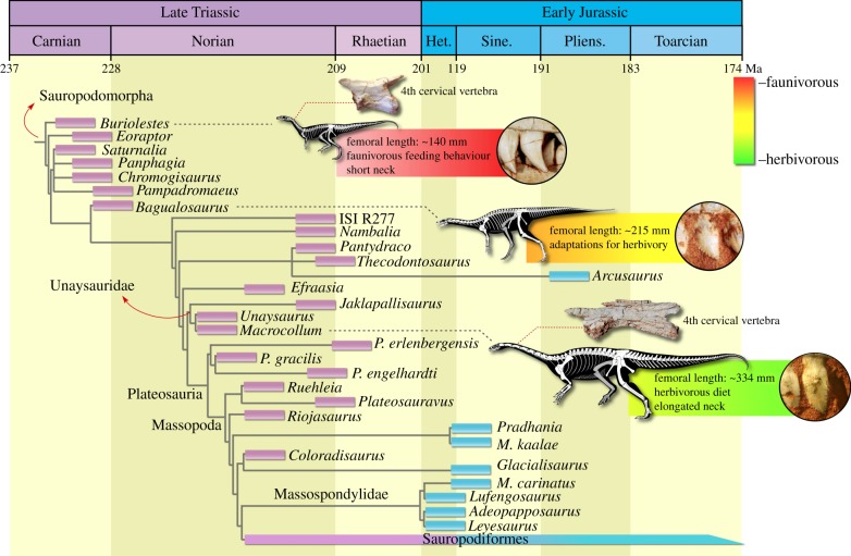 Time-calibrated reduced strict consensus tree depicting the phylogenetic position of Macrocollum itaquii and some evolutionary trends along the lineage. (Online version in colour.)