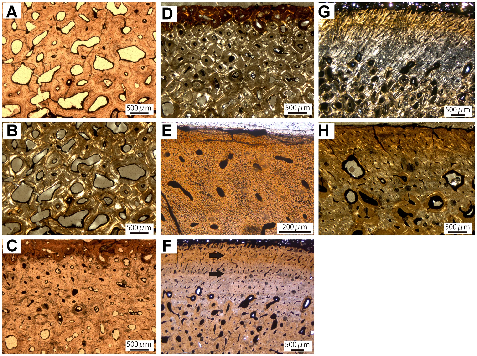 Figure 2. Long bone histology of Ankylosauridae indet.