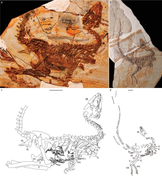 Holotype of Huadanosaurus sinensis gen. et sp. nov. (IVPP V 14202) and Sinosauropteryx lingyuanensis sp. nov. (IVPP V 12415). (a, b) Photograph of IVPP V 14202 and IVPP V 12415, respectively. (c, d) Line drawing of IVPP V 14202 and IVPP V 12415, respectively. Black shading indicates the impression made by the skeleton. Dark grey shading indicates the mammalian bony stomach content. f, furcula; lc, left coracoid; lf, left femur; lh, left humerus; li, left ilium; lis, left ischium; lmt, left metat
