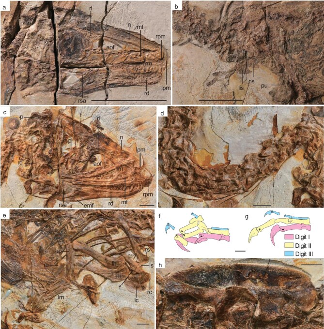 Anatomy of Sinosauropteryx lingyuanensis sp. nov. IVPP V 12415 (a, b) and Huadanosaurus sinensis gen. et sp. nov. IVPP V 14202 (c–h). (a) Skull and mandible of IVPP V 12415. (b) Pelvic girdle. (c) Skull and mandible of IVPP V 14202. (d) Cervical vertebrae. (e) Shoulder girdle and the forelimb. (f) Line drawing of the manus. (g) Reconstruction of the manus. (h) Ilium. aof, antorbital fenestra; emf, external mandibular fenestra; f, furcula; fr, frontal; lc, left coracoid; lh, left humerus; lpm, le