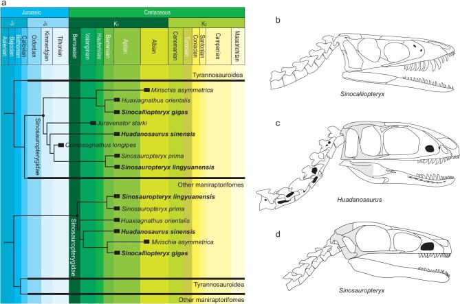 Time-calibrated phylogeny of sinosauropterygids and comparisons of skull and neck morphology among sinosauropterygids from Yixian Formation. (a) Simplified phylogeny showing position of Sinosauropteryx lingyuanensis and Huadanosaurus sinensis based on the reduced strict consensus of the most parsimonious trees from the TWiG data matrix (upper) and the most parsimonious tree from the OSP matrix (lower), respectively. (b) Lateral reconstruction of skull and neck of Sinocalliopteryx based on JMP-V-