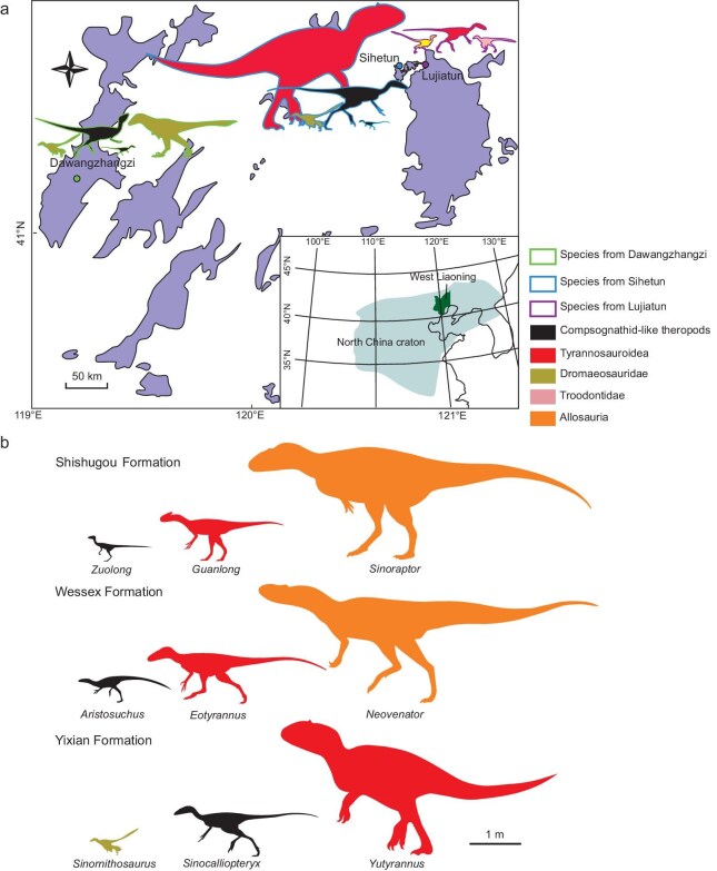 Comparison between the species combination of the theropods from the Early Cretaceous of Northeast China and other localities. (a) Geographic distribution of theropod fossil sites of Yixian Formation in Cretaceous basins (indicated in purple) of Western Liaoning Province. (b) Comparison between the species combination of the theropods from different localities. The theropods from the Upper Jurassic Shishugou Formation of Xinjiang are Zuolong, Guanlong and Sinoraptor . The theropods from the Lowe