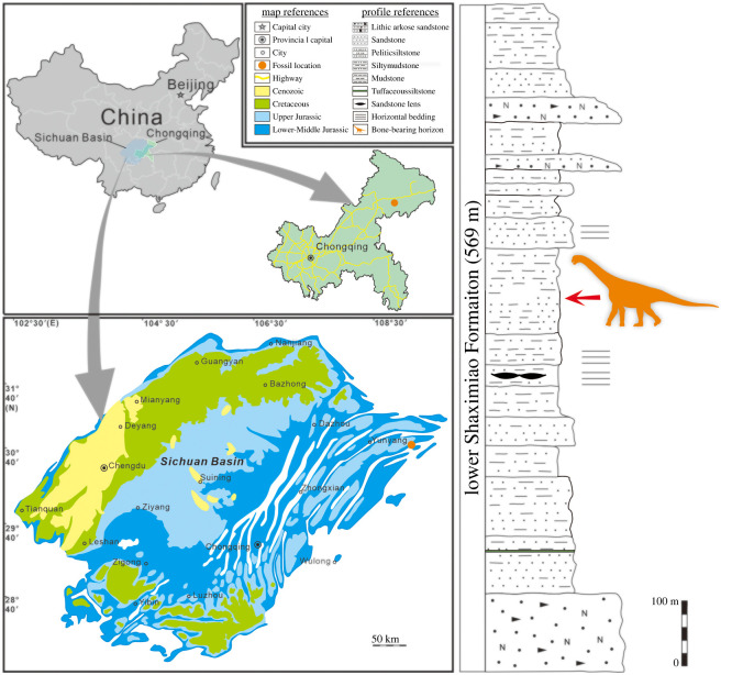 Locality and horizon of Yuzhoulong qurenensis .