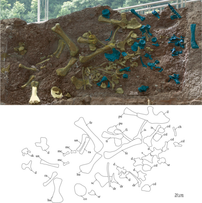 Field sketch of Yuzhoulong qurenensis . Materials of Yuzhoulong in yellow, another sauropod specimen in blue. cd; caudal vertebra; ch, chevron; co; coracoid; d, dorsal; dr, dorsal rib; fe, femur; fi, fibula; hu, humerus; il, ilium, is, ischium mc, metacarpal; s, sacral vertebra; sc, scapula; sk, skull; sr, sacral rib; ti, tibia; pu, pubis;. ra, radius; un, unla. The scale bar represents 20 cm.