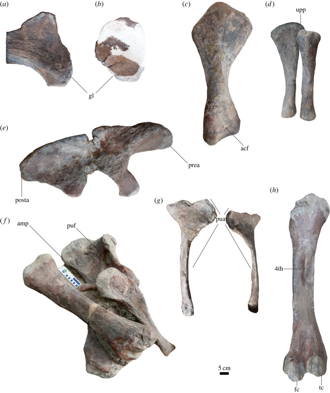 Appendicular elements of Yuzhoulong qurenensis . ( a , b ), left scapula and coracoid in medial view; ( c ), left humerus in posterior view; ( d ), left unla in posterior view and left radius in anterior view; ( e ), left ilium in medial view; ( f ), right pubis, tibia, and right fibula in anterior view; ( g ), ischia in posterior view; ( h ), left femur in posterior view. 4th, fourth trochanter of femur; acf; anconeal fossa; amp, ambiens process; fc, fibular condyle; gl, glenoid; posta, postace