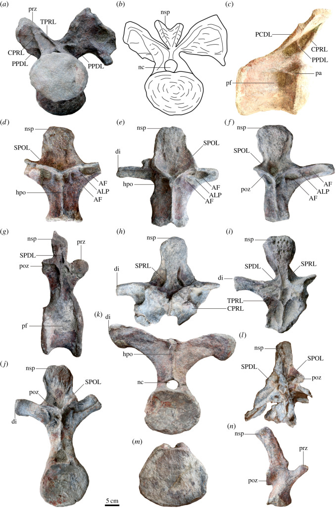 Dorsal ( a – k ), sacral ( l ) and caudal ( m , n ) vertebrae of Yuzhoulong qurenensis . ALP, connects the ACDL to PODL in anterior to middle dorsal neural arches; AS, accessory strut connects to the CPRL and PCDL of anterior dorsal vertebrate; CPRL, centroprezygapophyseal lamina; di, diapophysis; hpo, hyposphene-hypantrum system; nsp, neural spine; SPDL, spinodiapophyseal lamina; SPOL, spinopostzygapophyseal lamina; SPRL, spinoprezygapophyseal lamina; PCDL, posterior centrodiapophyseal lamina; 