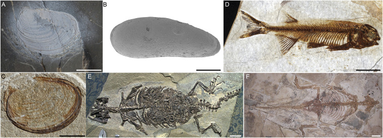 Photographs of selected fossils of the Jehol Biota with biostratigraphic and paleogeographic significance. ( A and B ) Typical and common fossils of JBS I: Nestoria ( A ; Diplostraca: Spinicaudata), and Darwinula ( B ; Crustacea: Ostracoda), both mainly distributed in northern Hebei and the Great Xing’an Range of China and Transbaikalia of Russia. ( C – F ) Common fossils from JBS II and III: Eosestheria ( C ; Arthropoda: Conchostraca), and Lycoptera davidi ( D ; Osteichthyes: Osteoglossomorpha)