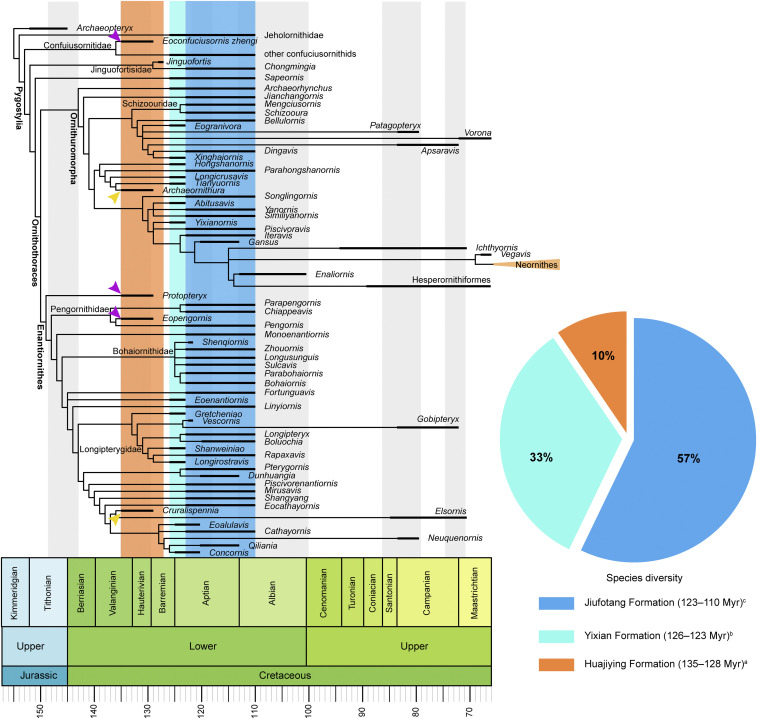 Chronological distribution of Jehol birds. Time-scaled phylogeny of Mesozoic birds is modified with permission from ref. 54 . Data from refs. 26 – 28 . The purple arrowheads denote that taxa from the Huajiying Formation often emerge as the basalmost phylogenetic position of corresponding clades, with two exceptions (yellow arrowheads). A simple count of avian species unearthed from the three formations (Huajiying: 6 taxa; Yixian: 21 taxa; Jiufotang: 36 taxa) of the Jehol Biota shows that the you