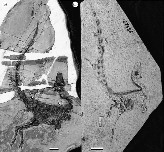 The theropod dinosaur Sinosauropteryx . ( a ) A new specimen of Sinosauropteryx IVPP V12415 (chevrons and tip of tail are displaced). Numerals 1–4 represent main areas of study (material courtesy of Dr Zhonghe Zhou, Beijing Museum, Chinese Academy of Sciences). ( b ) The holotype Sinosauropteryx , a small specimen, possibly a juvenile (photo courtesy of Dr Pei-Ji Chen, Nanjing Institute of Geology and Palaeontology, Chinese Academy of Sciences). Scale bars, ( a , b ) 5 cm.