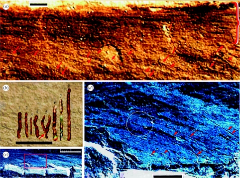 Integumental structures in Sinosauropteryx IVPP V12415. ( a ) Integumental structures in the proximal tail area (area 1 in figure 1 a ); at the top, they are in regular parallel association (red bracket); below the integumental structures are more random. ( b ) Isolated integumental structures from various parts of the preservation, reoriented for ease of viewing; b 1–6,8 , from the integument within body outline; b 5 circled in ( figure 2 b ), b 7 represents integumental structure overlying wel