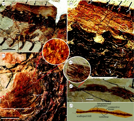 Sinosauropteryx IVPP V12415. Integumental structures. ( a ) Overview of the area with significant soft-tissue preservation within the body rather than coronal. Integumental structures occur in the tail recess and overlying the vertebrae; the chevrons have been displaced. ( b ) Detail in ( a ). Red arrows show some isolated integumental structures; white arrows show integumental structures closely associated to give the impression of branching; white circle shows two closely associated integument