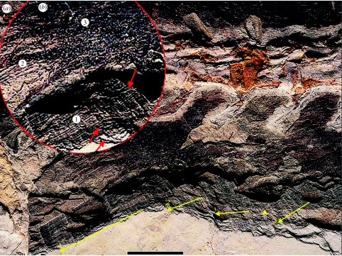 Integumentary structures in Sinosauropteryx NIGP 127587. ( a ) Integumental structures (fibres) in at least three stages of preservation as (1) architecture of numerous parallel strands in tight formation (our inserted arrows show four broad bands of parallel fibres along the ventral area of the preservation), (2) parallel slightly thicker strands (onset of diagenesis) and (3) short, disorganized, occasionally sinuous structures (degraded). Between the chevrons the fibres parallel the long axis 