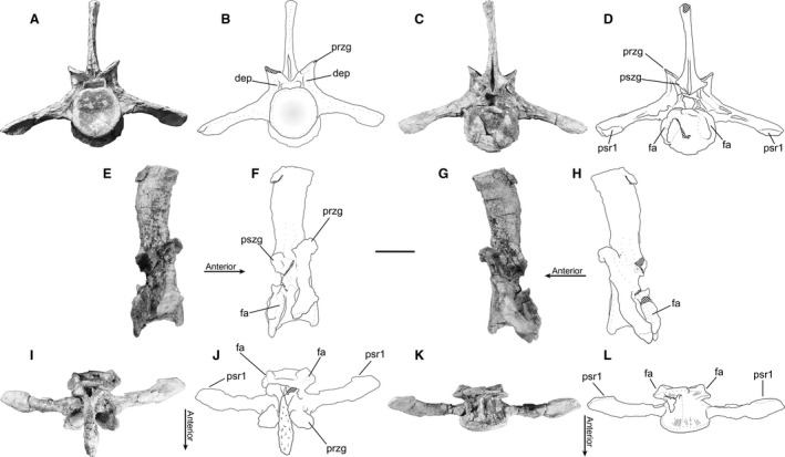 The dorsosacral vertebra of Smilosuchus adamanensis (PEFO 34852). (A) Photograph and (B) line drawing of the dorsosacral in anterior view. (C) Photograph and (D) line drawing of the dorsosacral in posterior view. (E) Photograph and (F) line drawing of the dorsosacral in right lateral view. (G) Photograph and (H) line drawing of the dorsosacral in left lateral view. (I) Photograph and (J) line drawing of the dorsosacral in dorsal view. (K) Photograph and (L) line drawing of the dorsosacral in ven