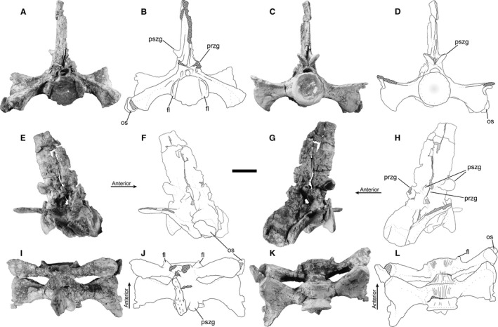 Primordial sacral vertebrae 1 and 2 of Smilosuchus adamanensis (PEFO 34852). (A) Photograph and (B) line drawing of the primordial sacrals in anterior view. (C) Photograph and (D) line drawing of the primordial sacrals in posterior view. (E) Photograph and (F) line drawing of the primordial sacrals in right lateral view. (G) Photograph and (H) line drawing of the primordial sacrals in left lateral view. (I) Photograph and (J) line drawing of the primordial sacrals in dorsal view. (K) Photograph 