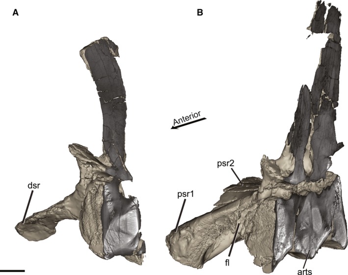 Models of the (A) dorsosacral and (B) primordial sacrals from CT scan data, showing internal morphology along the sagittal plane. The dorsosacral shows no obvious internal pathologies (e.g. Witzmann et al. 2014 ), and the primordial sacrals are not fused to each other. Scale bar: 2 cm. arts, articular surface between primordial sacrals 1 and 2; dsr, dorsosacral rib; fl, flange on primordial sacral rib 1; psr1, primordial sacral rib 1; psr2, primordial sacral rib 2. [Colour figure can be viewed a