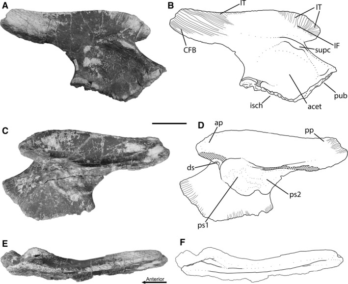 Right ilium of Smilosuchus adamanensis (PEFO 34852). (A) Photograph and (B) line drawing of the right ilium in lateral view. (C) Photograph and (D) line drawing of the right ilium in medial view. (E) Photograph and (F) line drawing of the right ilium in dorsal view. Scale bar: 5 cm. ap, anterior process; acet, acetabulum; CFB, insertion of M. caudofemoralis brevis; ds, surface of articulation with the dorsosacral vertebra; IF, insertion of the M. iliofemoralis; isch, ischial peduncle; IT, insert
