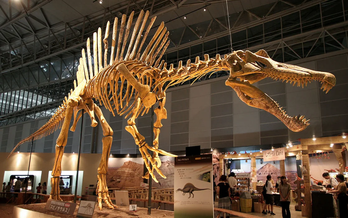 Skeletal reconstruction of Spinosaurus aegyptiacus based on the neotype FSAC-KK 11888 and supplementary material from the Kem Kem beds.