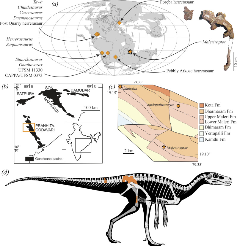 Geographic and stratigraphic occurrence and preserved bones of Maleriraptor kuttyi . ( a ) Palaeomap of the Late Triassic depicting the occurrences of the herrerasaurs. ( b ) Overview of the Gondwana basins in India, with the Pranhita-Godavari valley highlighted (modified from [ 32 ]). ( c ) Detailed geological map of a portion of the Pranhita-Godavari valley indicating the type localities of the nominal dinosaur species of the Upper Maleri Formation. ( d ) Reconstruction of the skeleton of Male