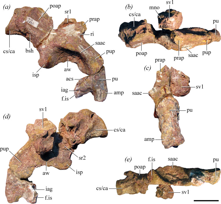 Articulated sacral and probable first caudal vertebrae, right ilium and proximal end of right pubis of the holotype of Maleriraptor kuttyi (ISIR 282) in ( a ) lateral, ( b ) dorsal, ( c ) anterior, ( d ) medial and ( e ) ventral views. Abbreviations: acs, acetabular surface; amp, ambiens process; aw, acetabular wall; bsh, brevis shelf; cs/ca, caudosacral or first caudal vertebra; f.is, facet for ischium; iag, ischio-acetabular groove; isp, ischial peduncle; mno, median notch; poap, postacetabula