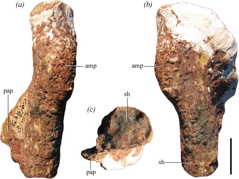 Proximal end of left pubis of the holotype of Maleriraptor kuttyi (ISIR 282) in ( a ) anterior and slightly medial, ( b ) lateral and slightly posterior and ( c ) proximal views. Abbreviations: amp, ambiens process; sh, shaft; pap, pubic apron. Scale bar equals 2 cm.