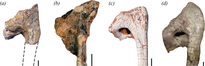 Proximal end of right pubes in lateral view of the holotype of ( a ) Maleriraptor kuttyi (ISIR 282), ( b ) Staurikosaurus pricei (MCZ 1669), ( c ) Gnathovorax cabreirai (CAPPA/UFSM 0009), and ( d ) Herrerasaurus ischigualastensis (PVL 2566). Scale bars equal 1 cm.