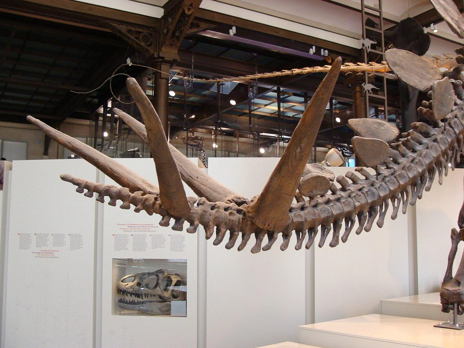 Articulated Stegosaurus skeleton with well-preserved tail spikes on display at a European museum.