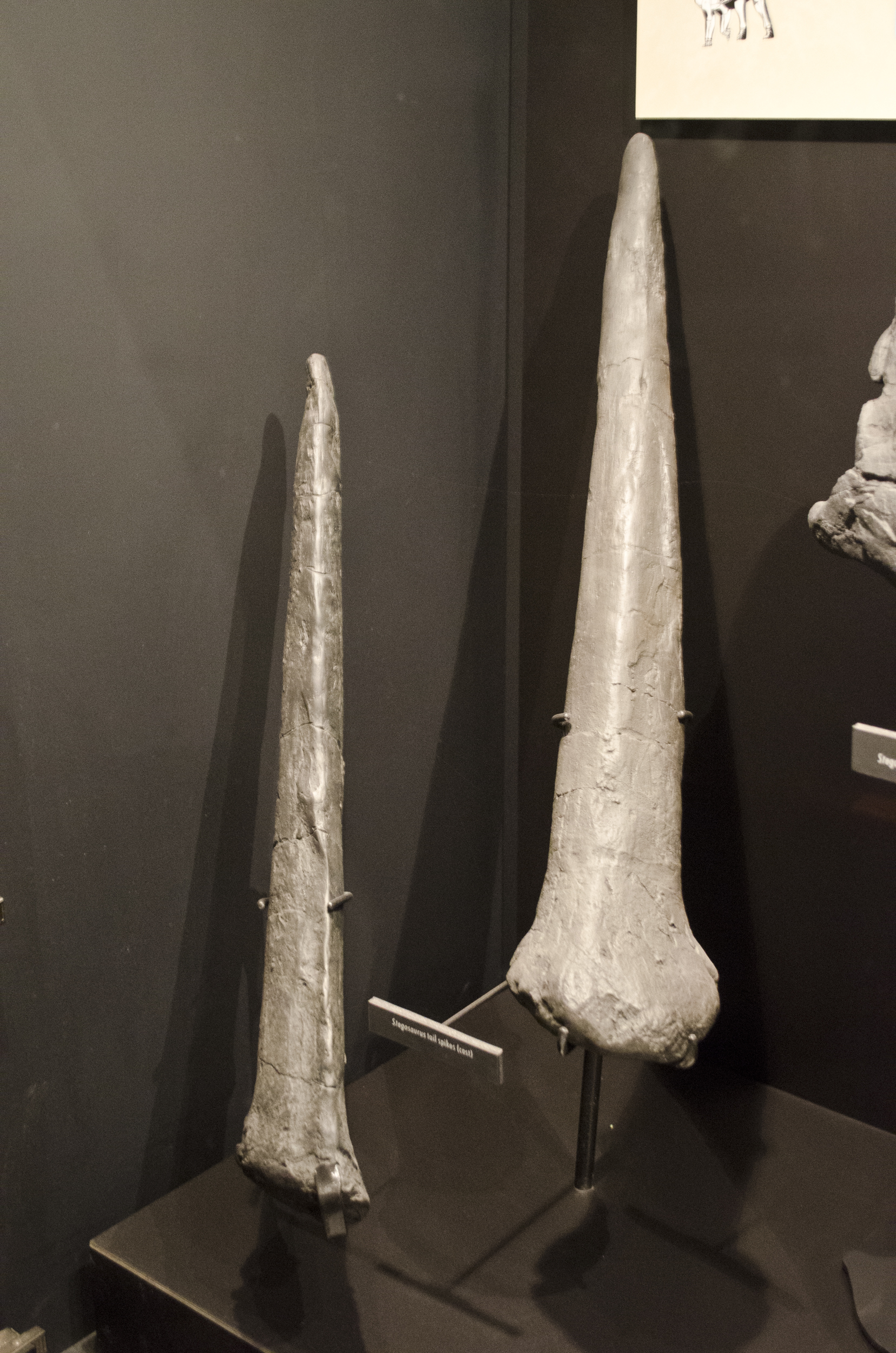 Two Stegosaurus tail spikes (thagomizer) on display at the Museum of the Rockies, Montana, USA.