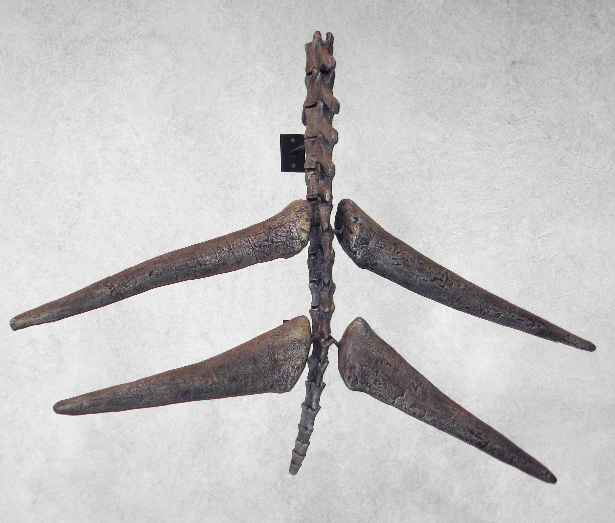 Set of four Stegosaurus tail spikes (thagomizer) displayed on a white background, revealing the true shape and size of these defensive structures.