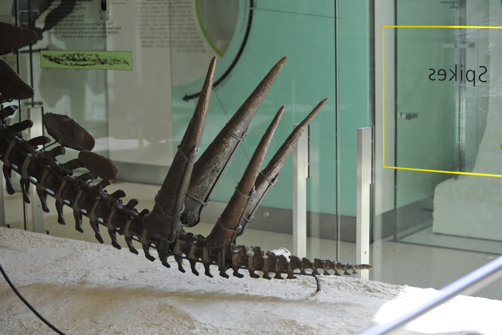 Stegosaurus thagomizer tail spikes on museum display, showing the four articulated spines.