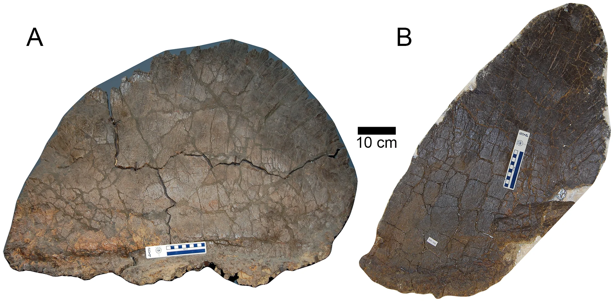 Fig 1. Sexual dimorphism in the plates of S . mjosi .