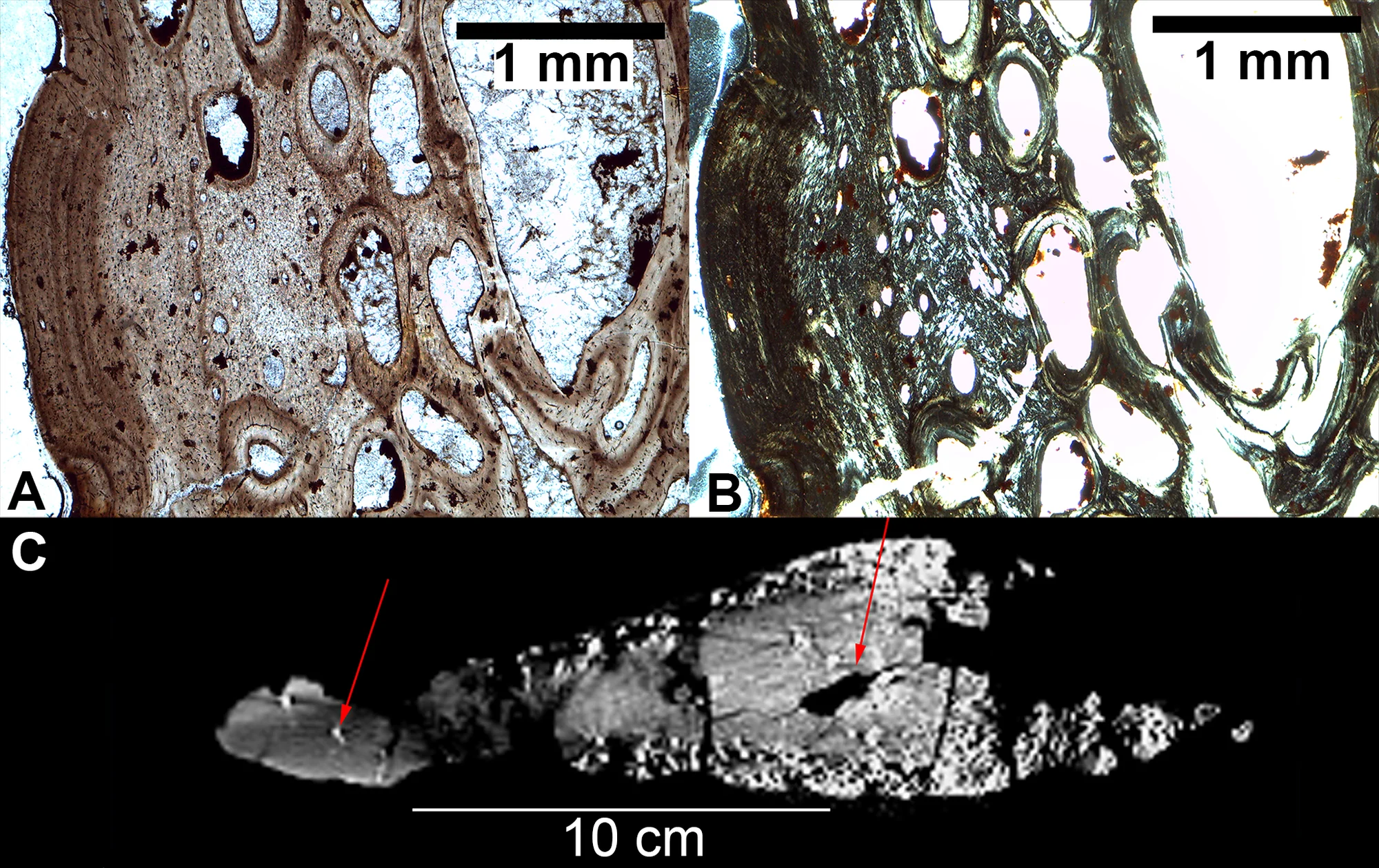 Fig 3. Histology of S . mjosi plates.