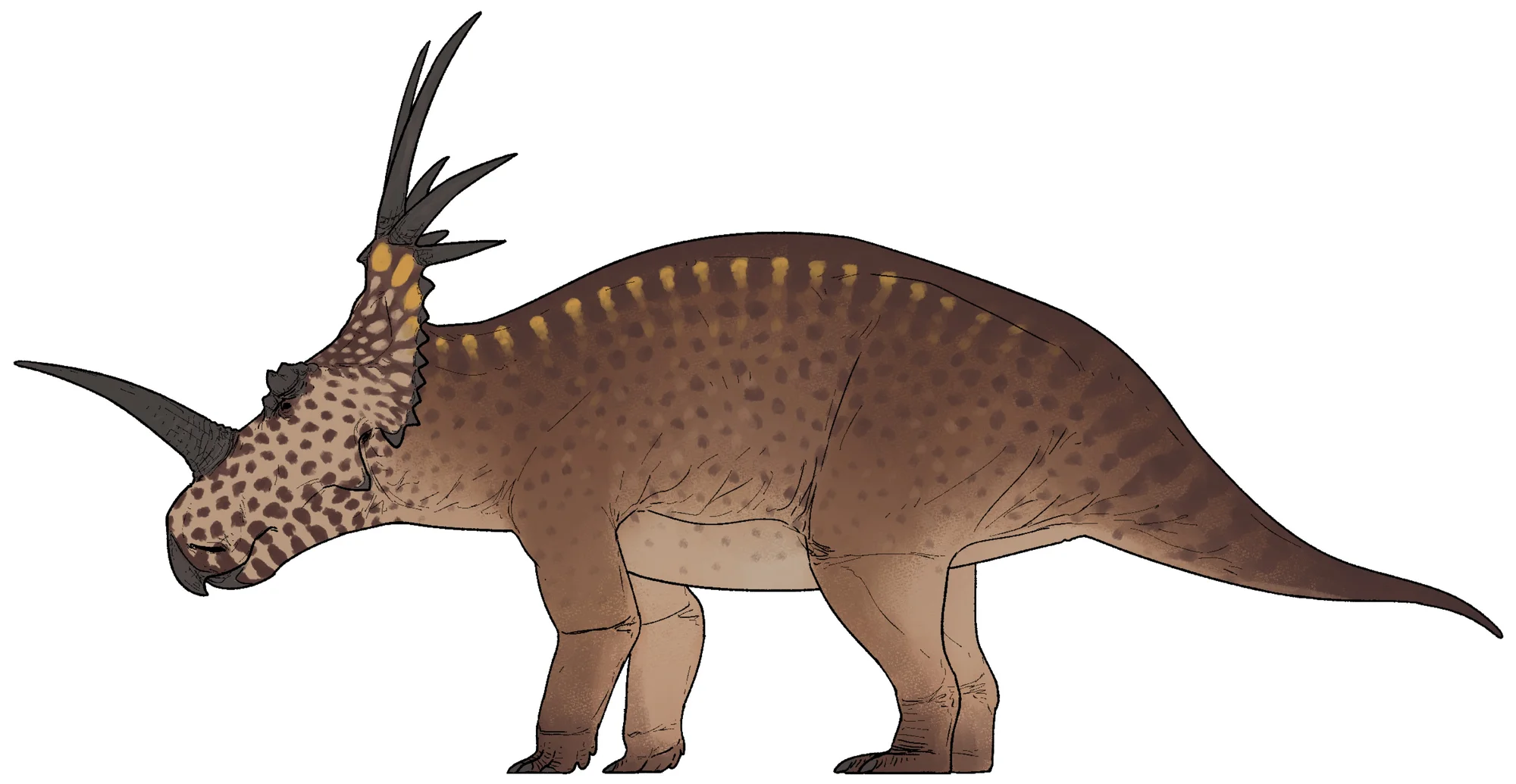 Styracosaurus