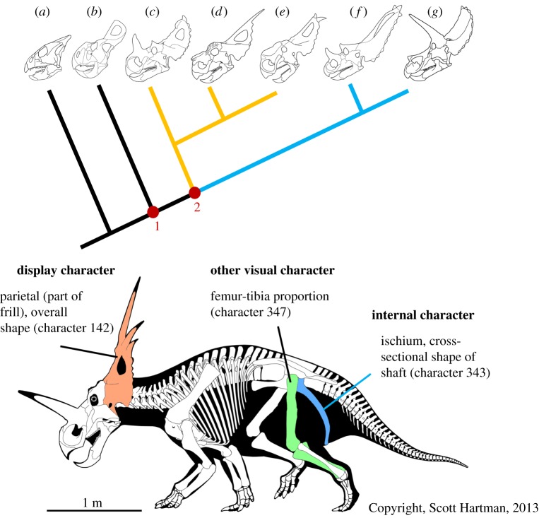 Line drawings of ceratopsian skulls in simplified phylogeny to illustrate morphological diversity of cranial ornaments within the clade. ( a ) Liaoceratops yangzigouensis ; ( b ) Protoceratops andrewsi ; ( c ) Centrosaurus apertus ; ( d ) Achelousaurus horneri ; ( e ) Pachyrhinosaurus canadensis ; ( f ) Chasmosaurus belli ; ( g ) Triceratops horridus . Node 1 represents the clade Coronosauria, containing all taxa with enlarged frills. Node 2 represents the clade Ceratopsoidea, encompassing Centr
