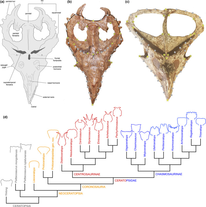 Landmark configuration used in the Procrustes superimposition shape analysis. (a) Line drawing of the dorsocaudal view of the skull of the ceratopsid Centrosaurus apertus (CMN 8795). (b) Dorsocaudal view of CMN 8795. (c) Dorsocaudal view of the skull of the basal neoceratopsian Protoceratops andrewsi (FMNH PR 14045). (d) Simplified phylogeny of Ceratopsia with the species included in this study (Table 1 ). The tree is based on those of Xu et al. ( 2006 ), Farke et al. ( 2014 ), Longrich ( 2014 )
