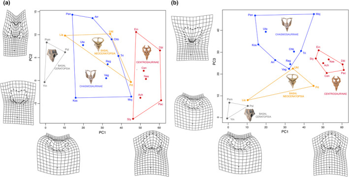 Results the morphometric analyses of the ceratopsian sample, excluding the parietal fenestra to allow inclusion of basal ceratopsians and Triceratops . (a) PCA bivariate plot summarizing the results of the Procrustes superimposition analysis for PC 1 and PC 2. (b) PCA bivariate plot for PC 1 and PC 3 of same
