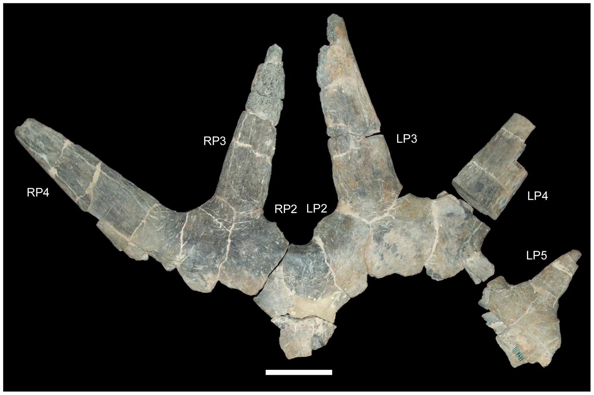 Figure 1. USNM 11869, holotype of Rubeosaurus ovatus .