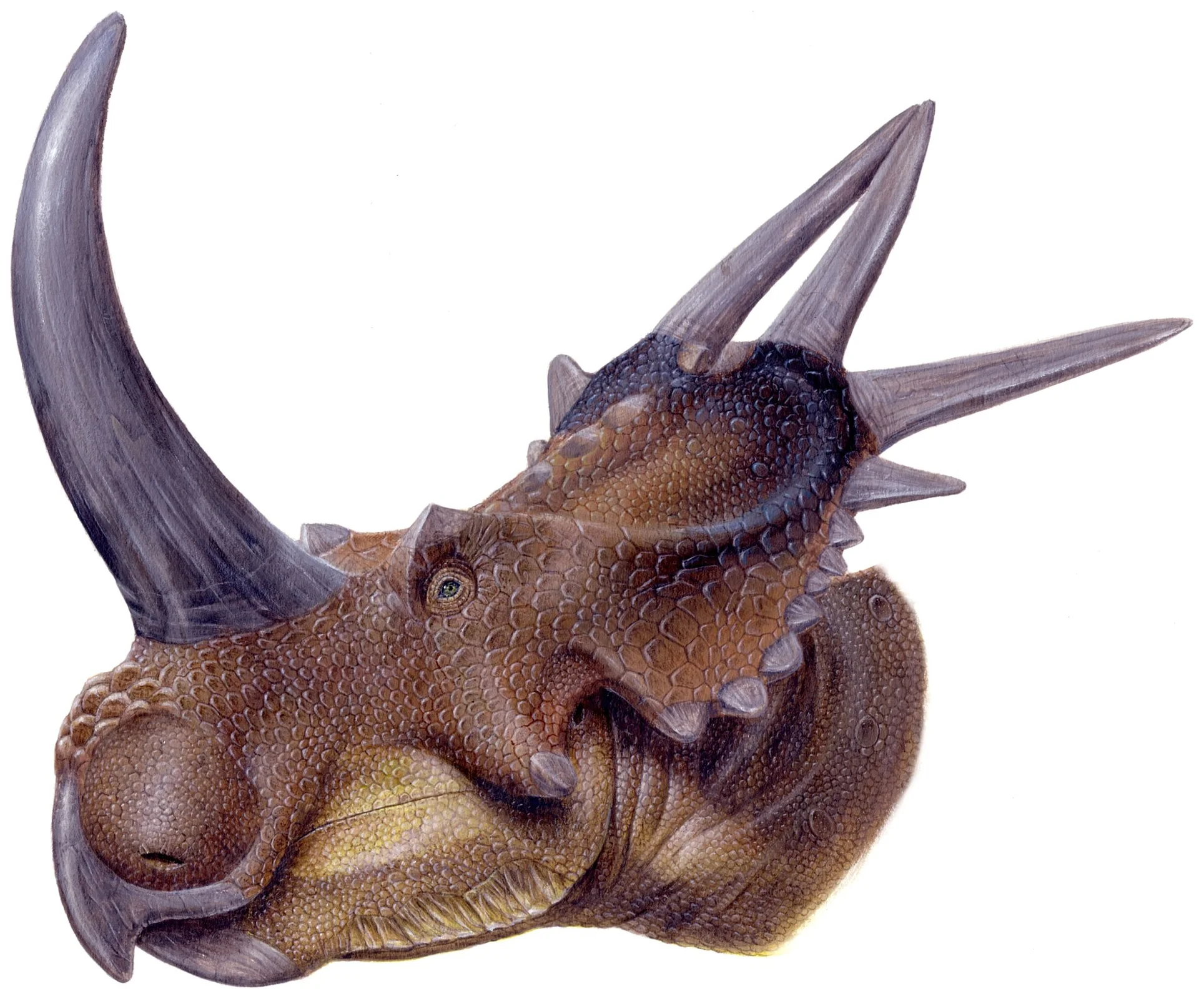 Figure 2. Life restoration of Rubeosaurus ovatus .