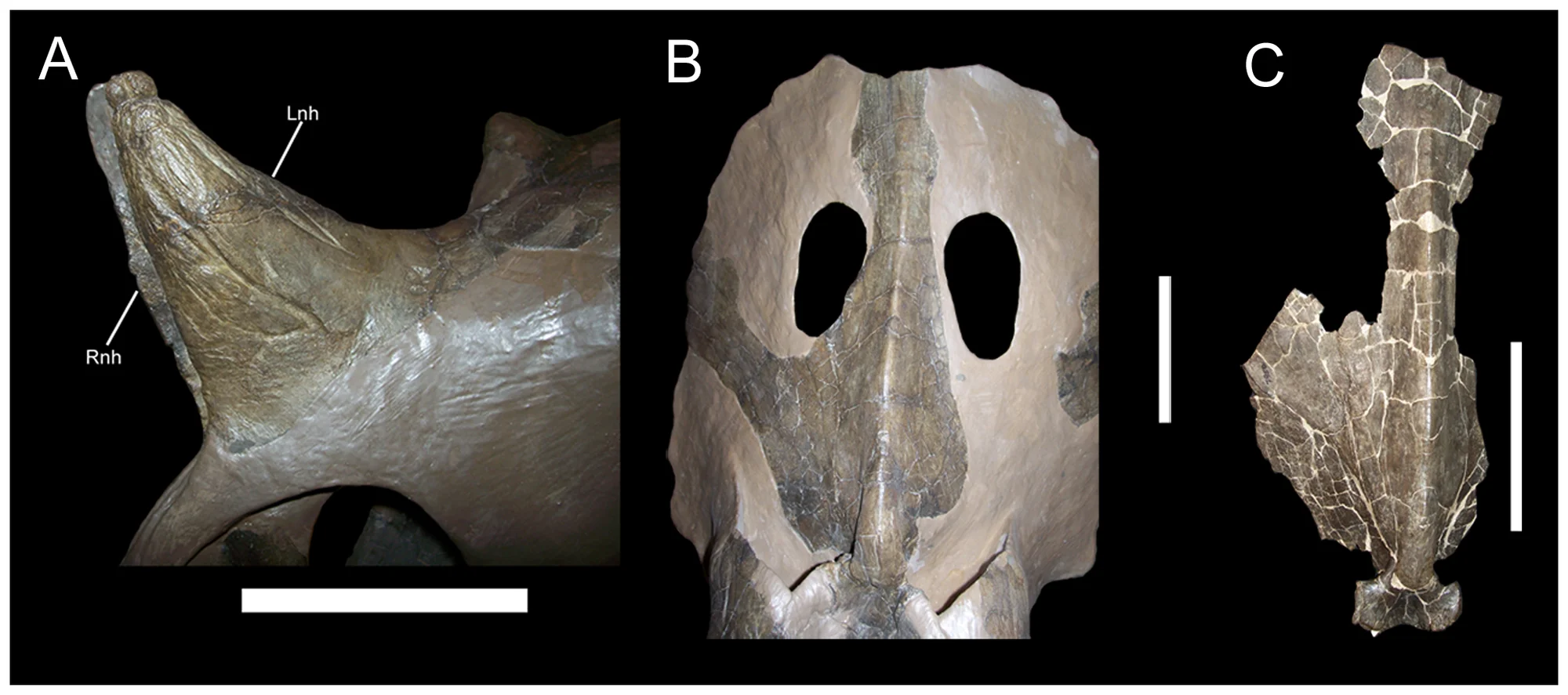 Figure 3. Morphology of Brachyceratops montanensis .