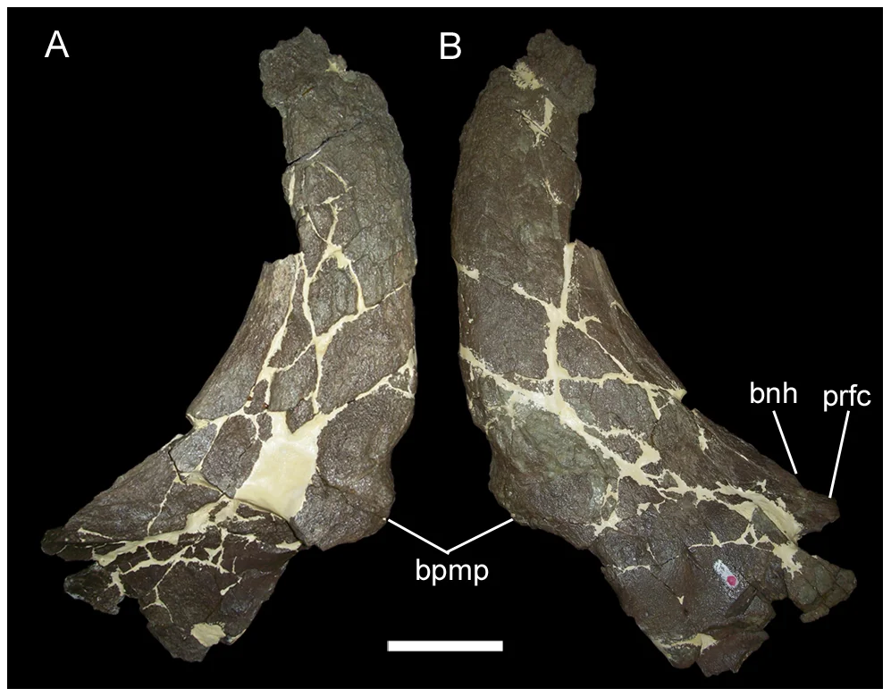 Figure 4. MOR 492, nasals of Rubeosaurus ovatus .