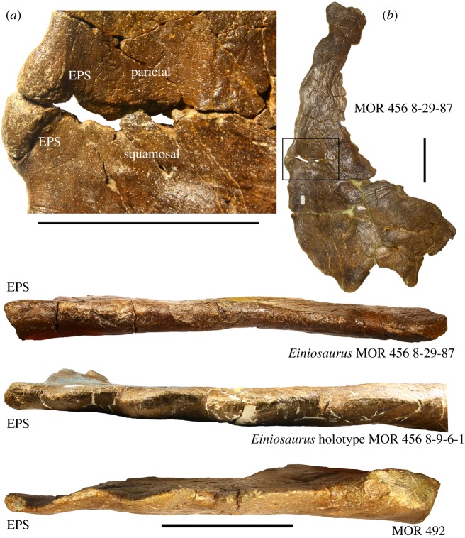 EPS structures in select centrosaurine specimens from the Upper Two Medicine Formation. EPS structures are bulbous and rounded and are dissimilar to the processes lining the margins of the parietal. Structures are labelled ‘EPS' due to being analogous with true epiparietosquamosals, but are not thought to be formed from distinct epiossifications in the Two Medicine Formation centrosaurines. ( a ) Inset of ( b ) showing EPS structure divided across the parietosquamosal contact. EPS, epiparietosqu