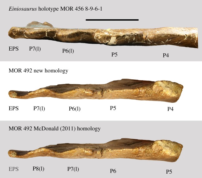Homology of parietal processes as indicated by imbrication. EPS is greyed out in the McDonald [ 14 ] homology as it was not identified as such in that study. EPS, epiparietosquamosal; (I), imbricated. Scale bar 10 cm.
